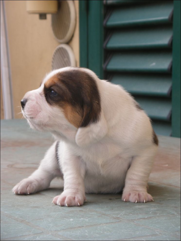cuccioli amelie-41